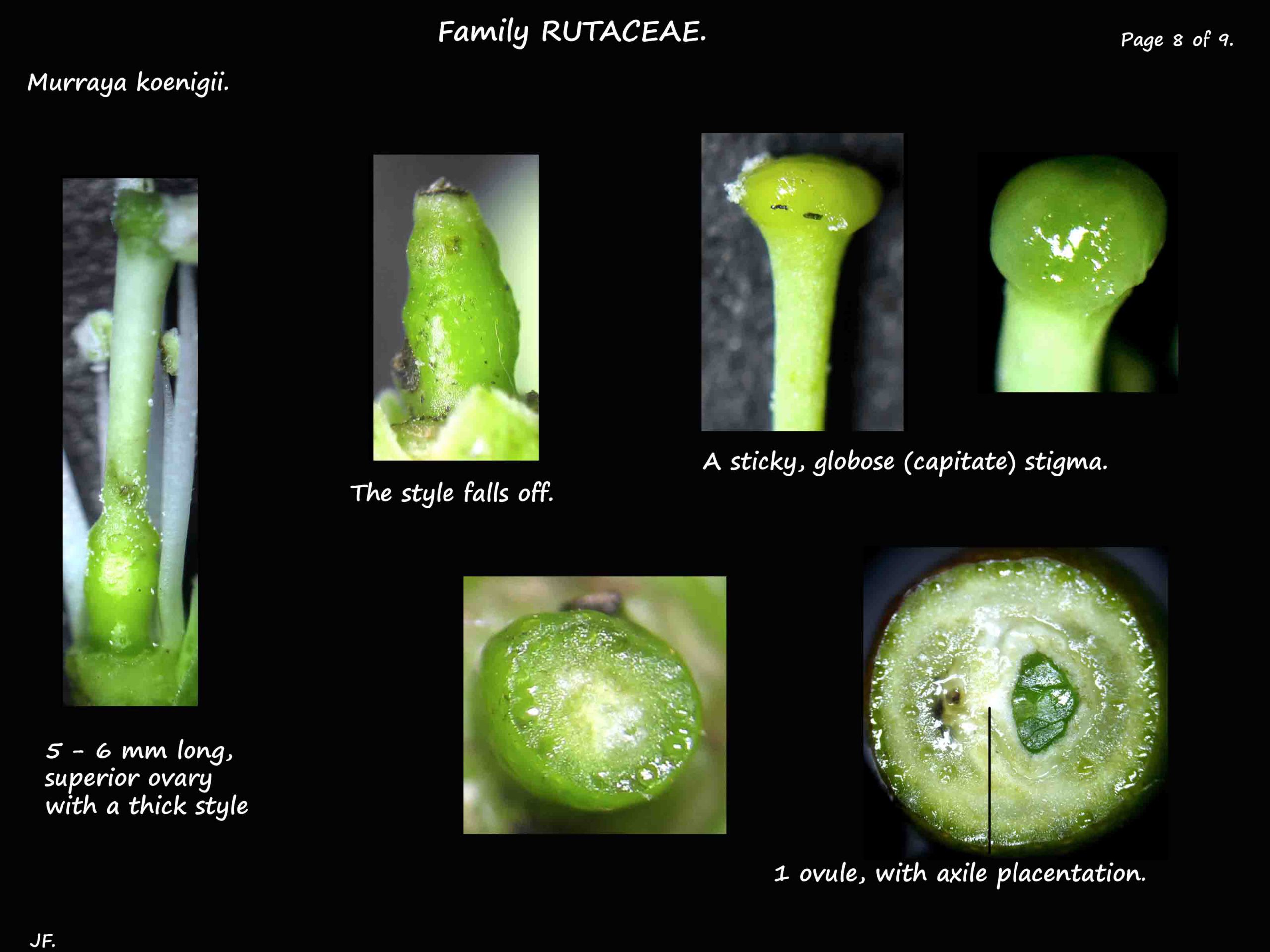 8 Murraya koenigii ovary